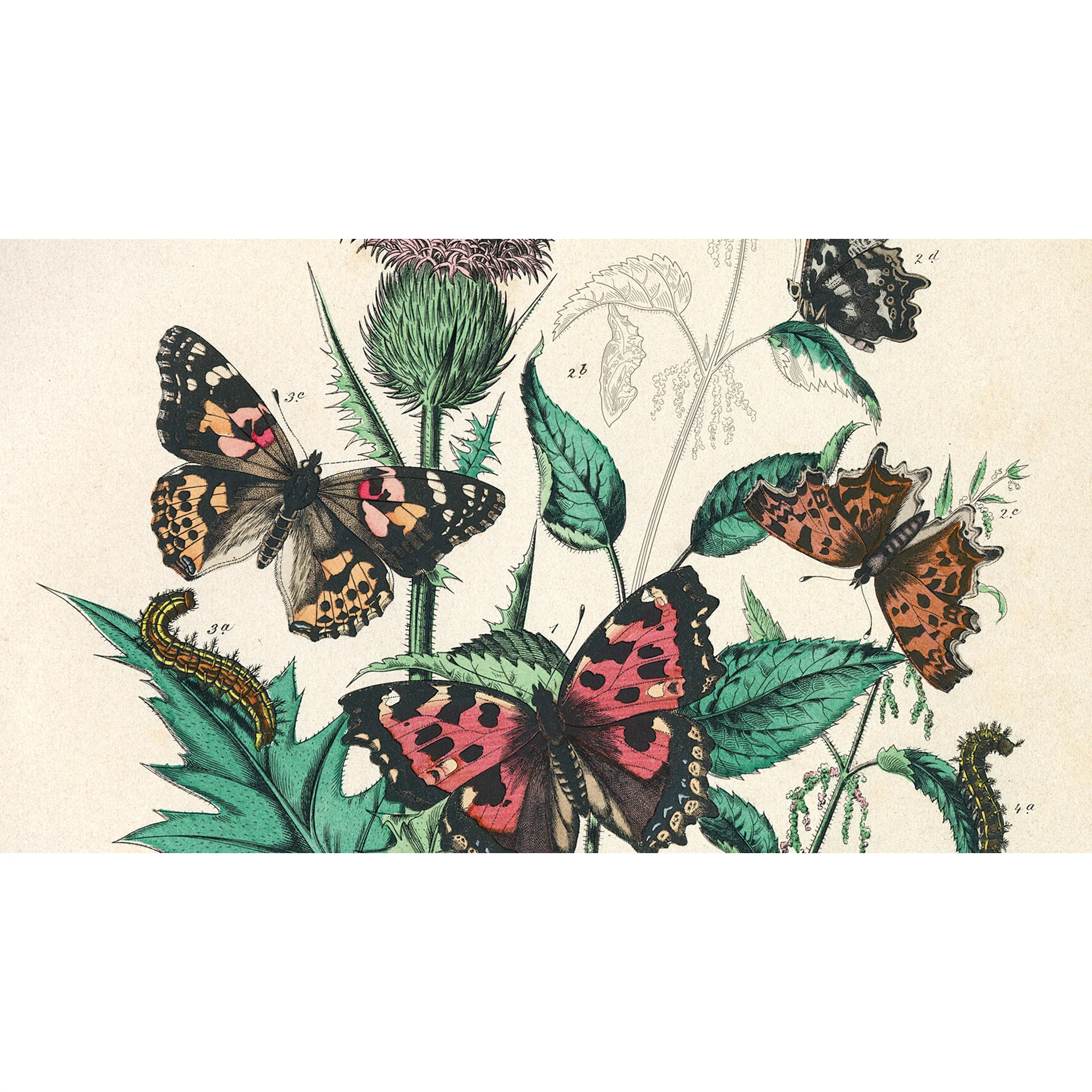 Pepin Press Artists' Colouring Book - Natural History - Image 2