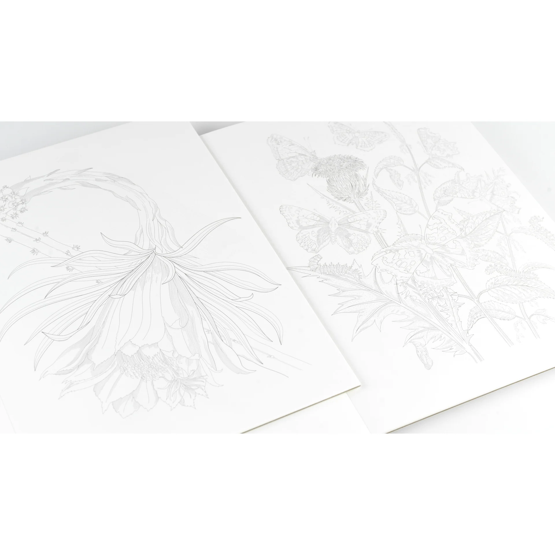 Pepin Press Artists' Colouring Book - Natural History - Image 6